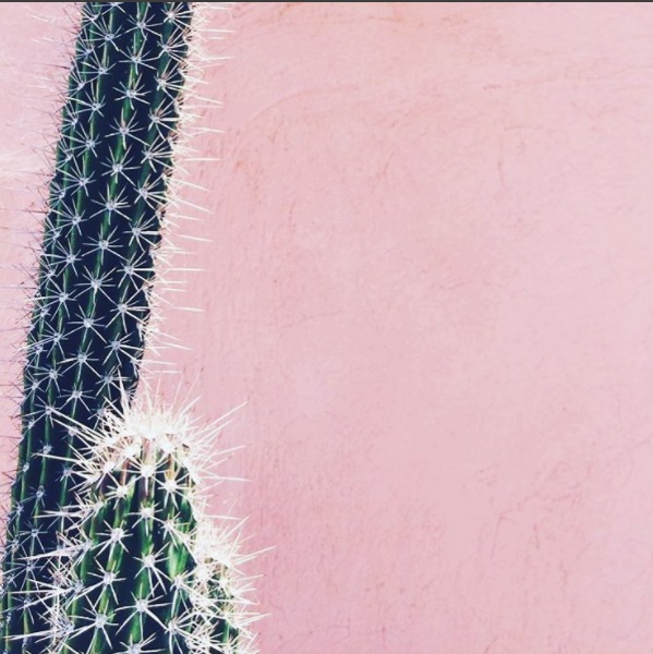 Plants Pink Just An Instagram Trend Or Great Idea For