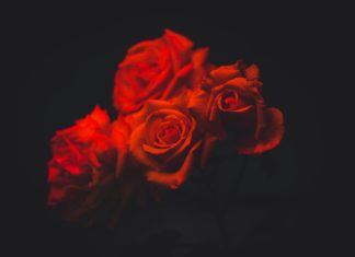5 Ways to Use Rose Water You May Have Not Known About