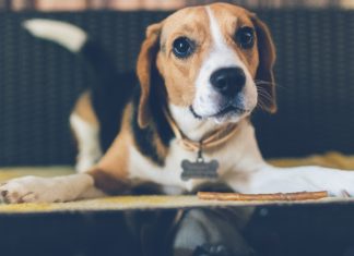 Bones and Your Precious Pooch