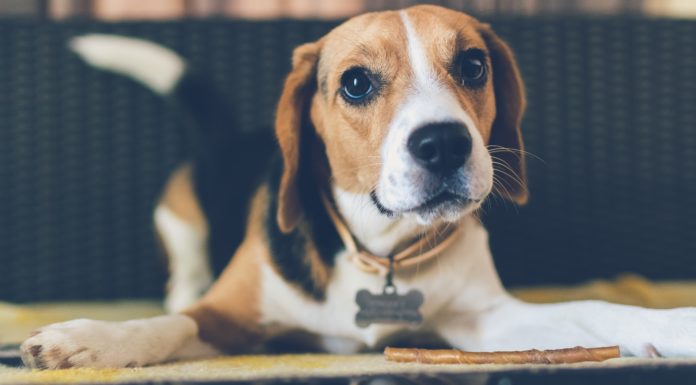 Bones and Your Precious Pooch