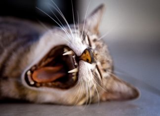 How to Get Your Cat to Stop Biting