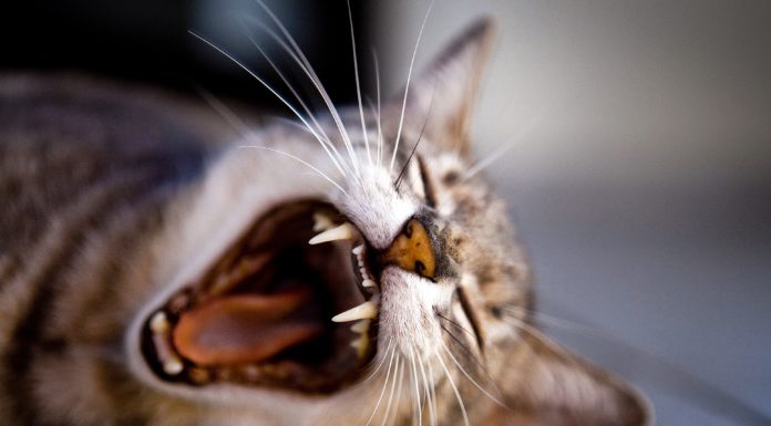 How to Get Your Cat to Stop Biting