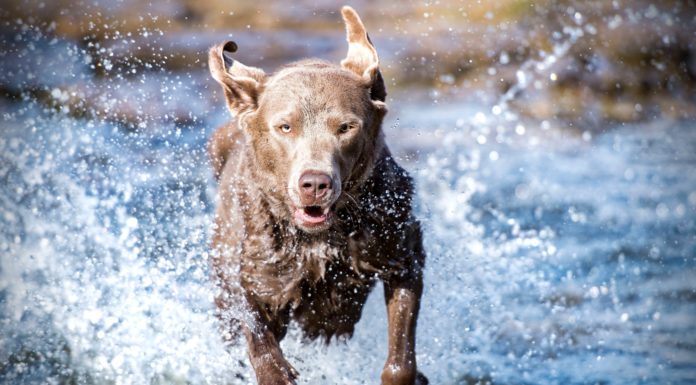 Getting That Special Snap of Your Dog