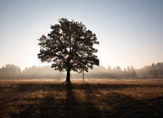 Know the Health of Your Trees