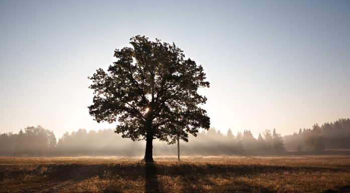 Know the Health of Your Trees