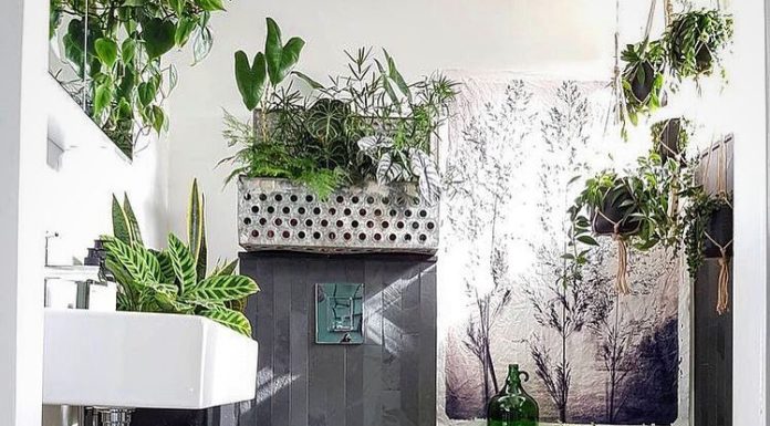 Houseplant ideas for your bathroom