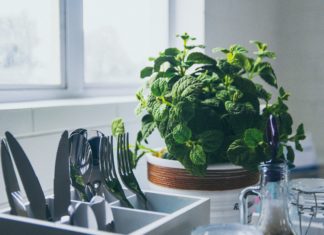 Getting your houseplant lighting right