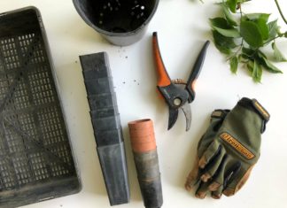 How to Create a Mini Veggie Garden