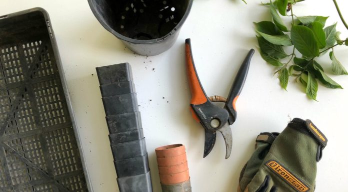 How to Create a Mini Veggie Garden