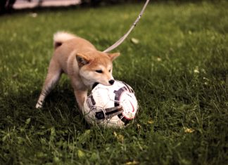 Fun Ways To Include Your Furry Friends In Your Work Out