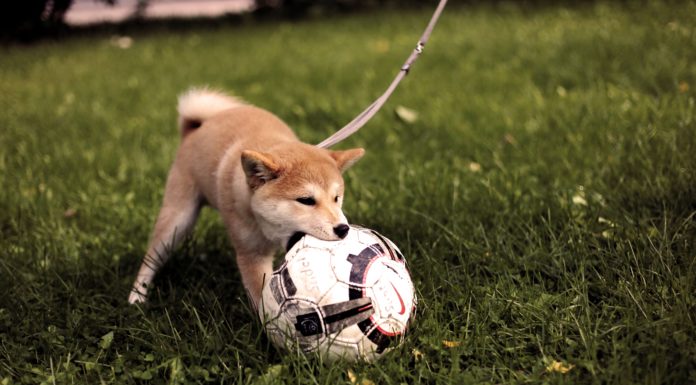 Fun Ways To Include Your Furry Friends In Your Work Out