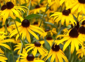 Flower essences: do they work?