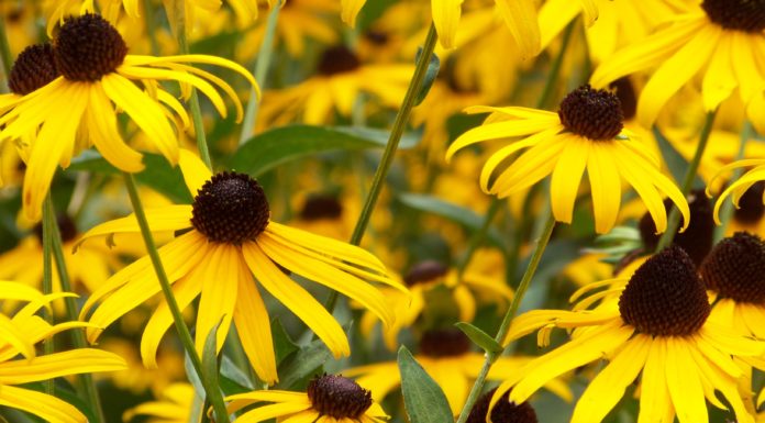 Flower essences: do they work?