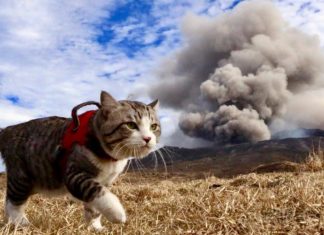 This Cat’s Travel Instagram Feed is Too Adorable