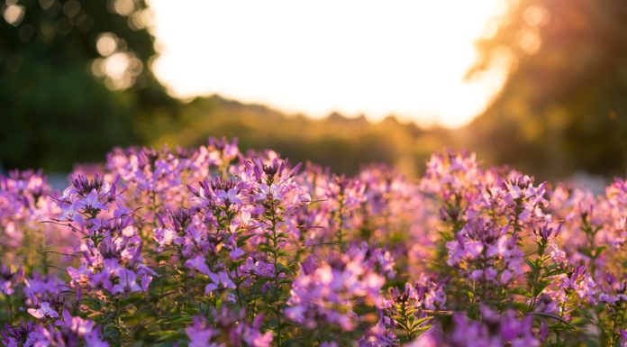 How To Use This Year’s Pantone Color Of The Year In Your Home And More!