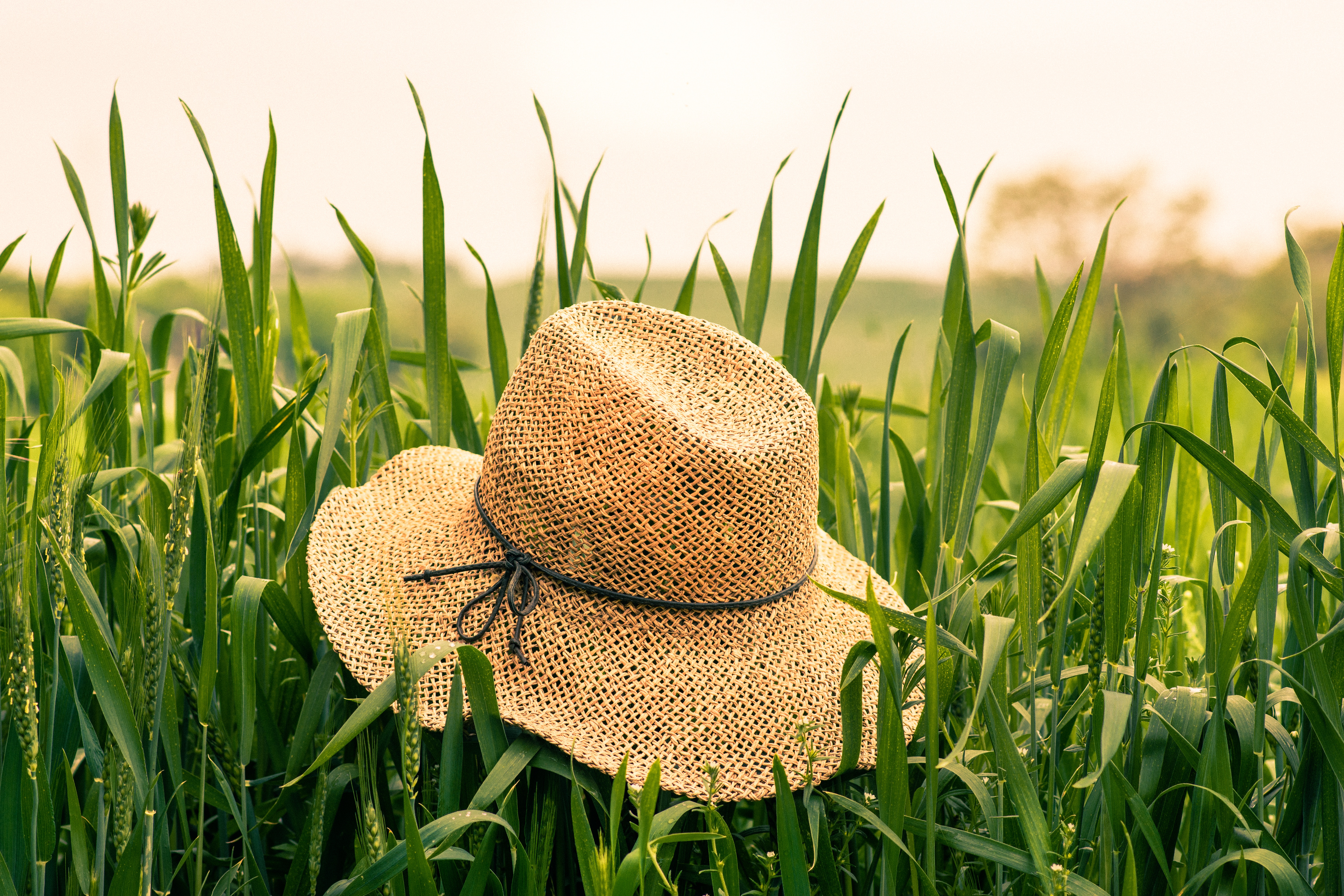 Шляпа растение. Соломенная шляпа. Соломенная шляпа с полями. Летняя шляпка на траве. Девушка в соломенной шляпе.