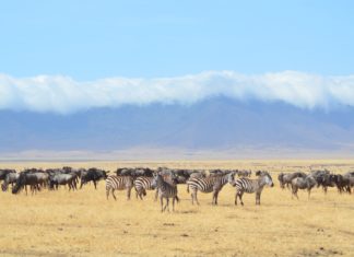 Adventurous African Safari Locations You Have To Visit