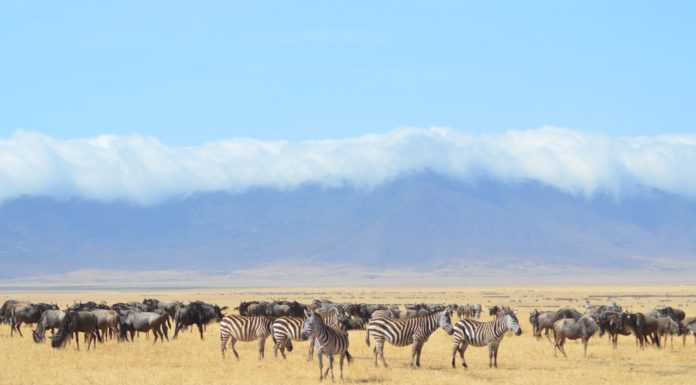 Adventurous African Safari Locations You Have To Visit
