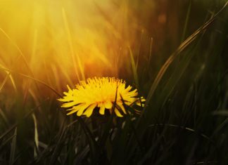 You Can Actually Make Wine Out Of Dandelions!