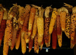 7 Easy Steps To Shucking Corns