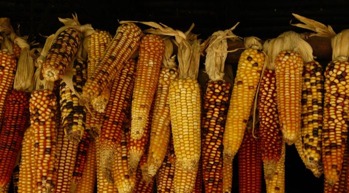 7 Easy Steps To Shucking Corns