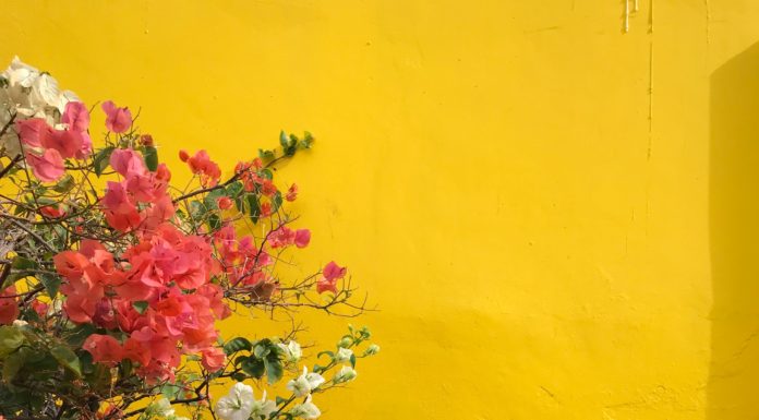 These Plants are Good if You Have Allergies