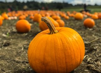 If You’re a Pumpkin Fanatic, You Need to Buy These Items