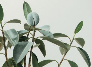 The Most Photogenic Plants For Your Home and Instagram Feed
