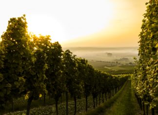 Wine Destinations Around The World