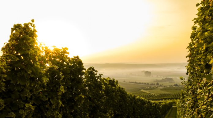 Wine Destinations Around The World