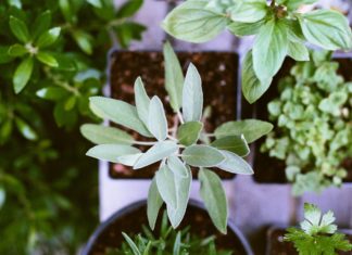 Smudging to Uplift Your Spirit: What is it?
