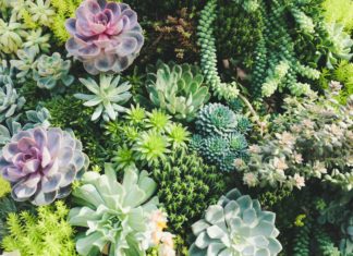 These Are the Best Succulent Mini Gardens on Instagram