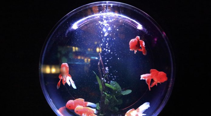 These Fish Tanks Are So Incredible You’ll Have To Look Twice