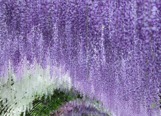 Wisteria Tunnel: Japan’s Most Magical Tourist Spot