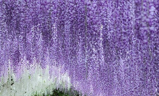 Wisteria Tunnel: Japan’s Most Magical Tourist Spot