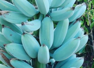 This Banana is Like Nothing You’ve Ever Seen or Eaten