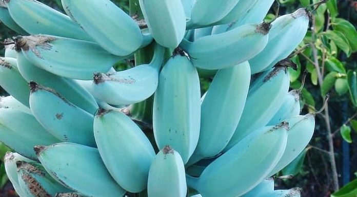 This Banana is Like Nothing You’ve Ever Seen or Eaten