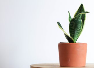Even If You Don’t Have a Lot of Space, You Can Keep These Indoor Plants!