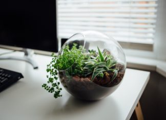 Make Your Own Mini Garden In A Terrarium