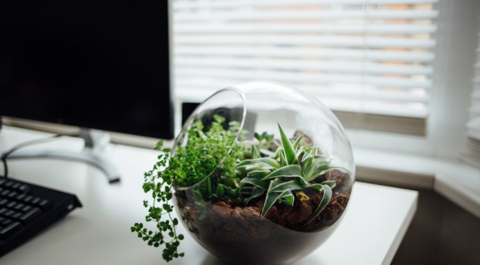 Make Your Own Mini Garden In A Terrarium