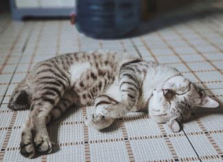 Get Inspired by These Cool Cat Tattoo Ideas