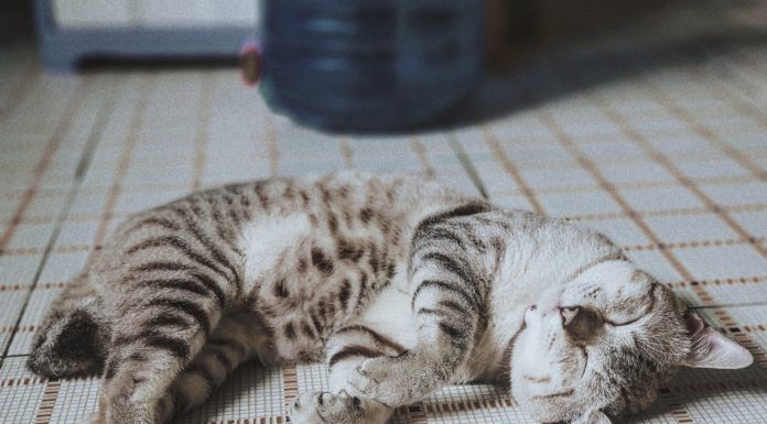 Get Inspired by These Cool Cat Tattoo Ideas