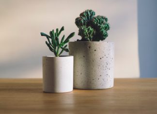 The Best Houseplants if You’re on a Budget