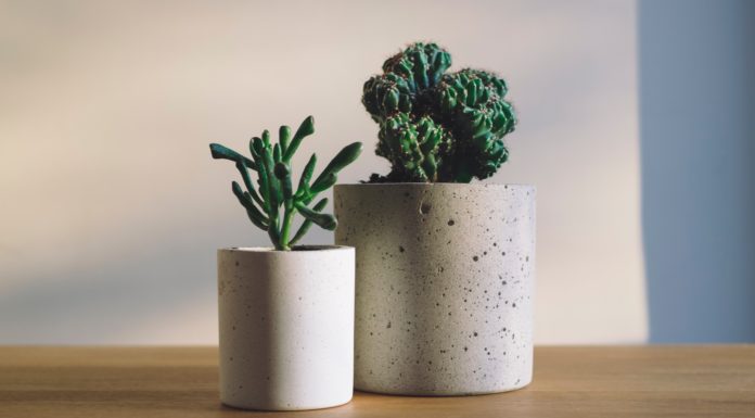 The Best Houseplants if You’re on a Budget