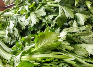 You Will Not Believe the History of Celery