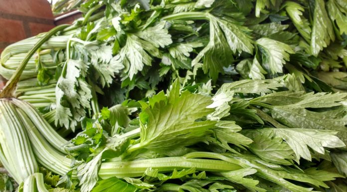 You Will Not Believe the History of Celery