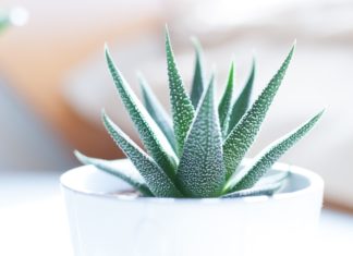 This DIY Sunburn Lotion is a Life-Saver