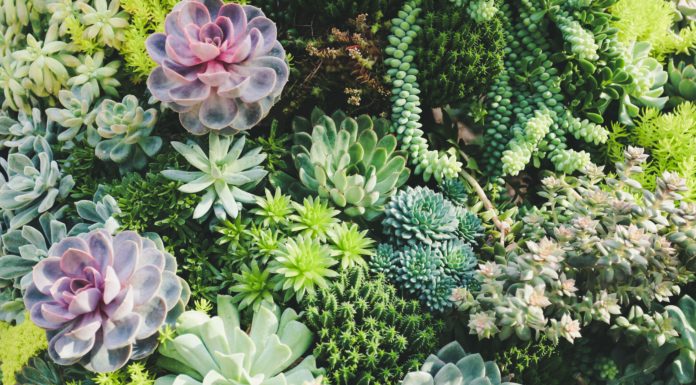 4 Must Follow Plant Photography Instagrams