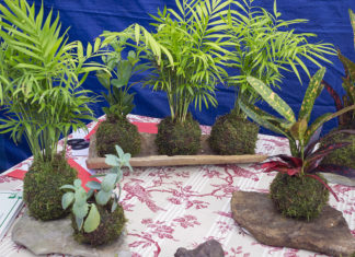 Kokedama is the Minimalist Plant You Need