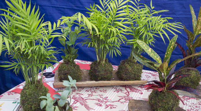 Kokedama is the Minimalist Plant You Need